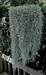  ?? Photo courtesy Arkansas Green Industry Associatio­n ?? “Silver Falls” dichondra