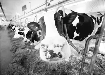  ??  ?? Cows stands at a dairy farm in Granby, Quebec, on Apr 22, 2017. — WP-Bloomberg photo