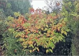  ??  ?? Eye-catching: The
brilliant colourful leaves of the shrub Stachyurus praecox have illuminate­d a dark green area of the winter garden for a couple of
months now.