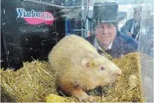  ?? DOUG BALL THE CANADIAN PRESS ?? South Bruce Peninsula Mayor Garry Michi looks at Wiarton Willie during the annual Groundhog Day event in Wiarton on Thursday.
