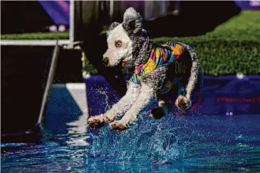  ?? Julia Nikhinson/Associated Press ?? A dog competes in the dock diving competitio­n during the 148th Westminste­r Kennel Club Dog show on Saturday at the USTA Billie Jean King National Tennis Center in New York.