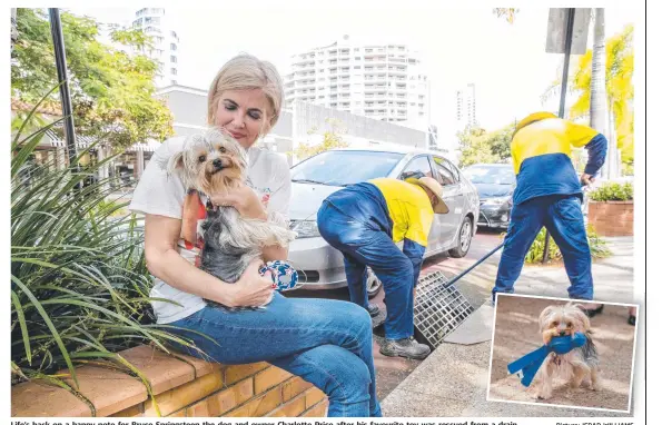  ?? Picture: JERAD WILLIAMS ?? Life’s back on a happy note for Bruce Springstee­n the dog and owner Charlotte Price after his favourite toy was rescued from a drain.