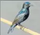  ??  ?? ■
Tasmai Dave from Jaipur has taken to bird-watching from his balcony. His favourite sightings include two owlets at night, and this purple sunbird.