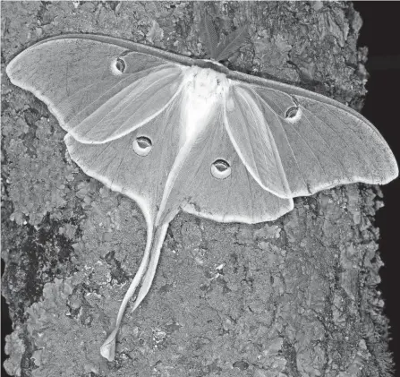  ?? PROVIDED BY JIM MCCORMAC ?? A female luna moth, freshly emerged.