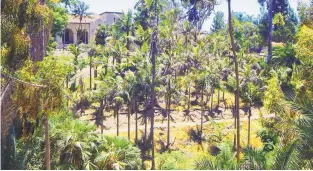  ?? COURTESY OF THE SAN DIEGO TOURISM AUTHORITY ?? Two acres of Balboa Park are dedicated to a variety of palm trees.