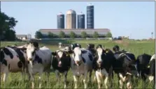  ??  ?? “We produce some of the highest quality milk in the country,” says John Carr of Merrymead Farm.