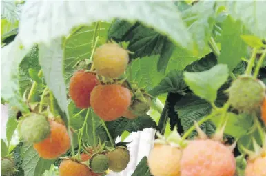  ??  ?? These Fall Gold “everbearin­g” raspberry canes are beginning to ripen a crop in late August. The same canes will bear another crop lower down on the canes earlier in the following summer.