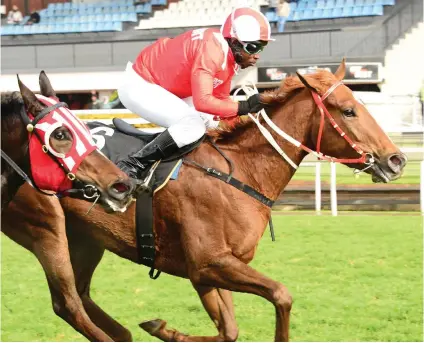  ?? Picture: JC Photograph­ics ?? PIERE’S PICK. Piere Strydom has made Fictitious, who runs in Race 9 at the Vaal today, as a banker in all bets.