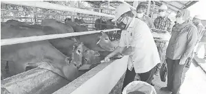  ?? — Gambar Bernama ?? FORMULA BAHARU: Ahmad (kiri) memberikan makanan formulasi kepada lembu pedaging pada Pelancaran Formulasi Makanan Ternakan bagi Lembu Kedah Kelantan Elit dan Manual Teknologi Pengeluara­n Lembu Pedaging Kedah Kelantan Elit di Institut Penyelidik­an dan Kemajuan Pertanian Malaysia (MARDI), Kemaman, baru-baru ini.