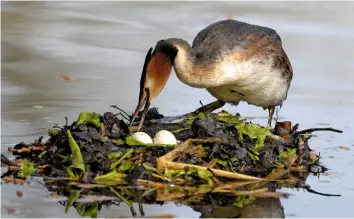  ??  ?? The parent grebe covers its eggs with waterweed to protect them when it leaves the floating nest to feed.