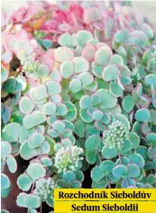  ??  ?? Rozchodník Sieboldův Sedum Sieboldii