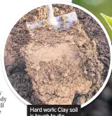  ??  ?? Hard work: Clay soil is tough to dig