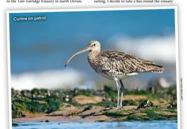  ?? ?? Curlew on patrol