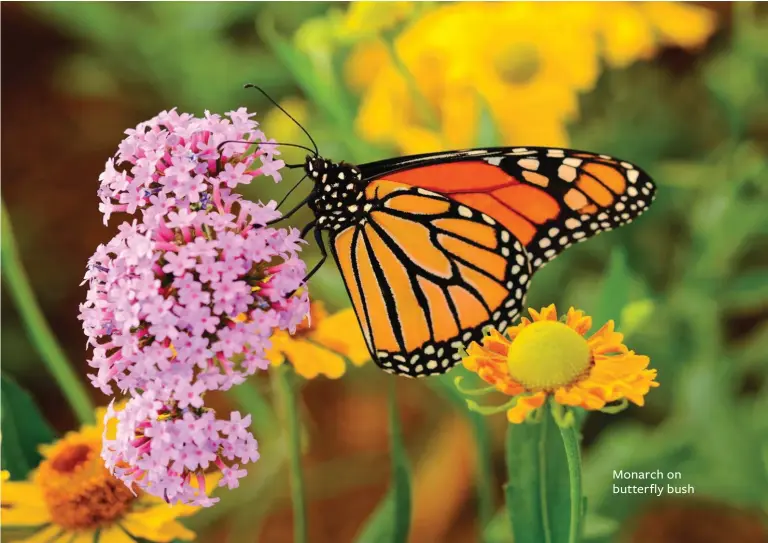  ??  ?? Monarch on butterfly bush