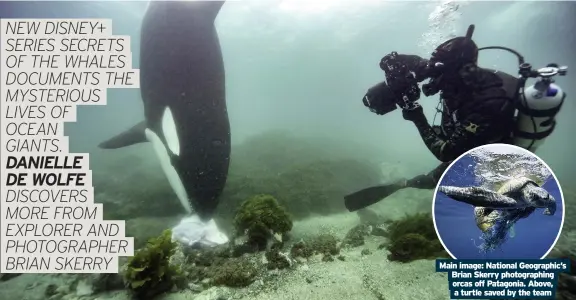  ??  ?? Main image: National Geographic’s Brian Skerry photograph­ing orcas off Patagonia. Above, a turtle saved by the team