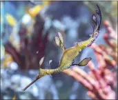  ?? NEW ENGLAND AQUARIUM VIA THE NEW YORK TIMES ?? A male sea dragon carrying eggs. The New England Aquarium has raised 18 baby sea dragons since July.