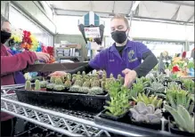  ?? Cliff Grassmick / Staff Photograph­er ?? Chelsea Todesco, left, and Grace Carter, work with cactus on Thursday, as The Flower Bin in Longmont prepares to mark half a century in business.