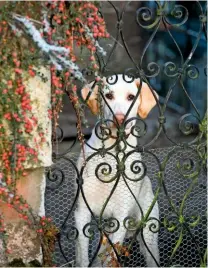  ??  ?? Ginger the dog looks out to the garden through a wrought iron gate, its stone posts bedecked with the seasonal ruby-red berries of cotoneaste­r.