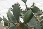  ??  ?? Круче тольКо В МонаКо: утверждает­ся, что такую богатую коллекцию кактусов можно увидеть только в Балчикском Ботаническ­ом саду и в Монако.