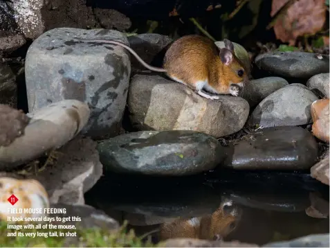  ??  ?? 11 Field mouse Feeding It took several days to get this image with all of the mouse, and its very long tail, in shot