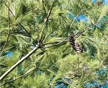  ?? VINCENT A. SIMEONE ?? The cylindrica­l curved cones of an Eastern white pine tree provides winter food for birds.