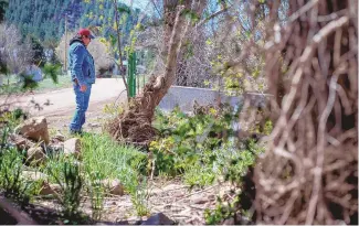  ?? EDDIE MOORE/JOURNAL ?? Farmer Gilbert Quintana looks at an acequia in Tramperos that is filled with debris from flooding that followed 2022’s Calf Canyon/Hermits Peak Fire.