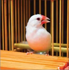  ?? STEVE MacNAULL/The Okanagan Weekend ?? White java sparrow Big Luck Master helped tell reporter Steve MacNaull’s fortune in Taipei.