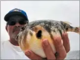  ?? TOM TATUM FOR DFM ?? This northern pufferfish (or blowfish) fully inflated for this selfie with Tatum.