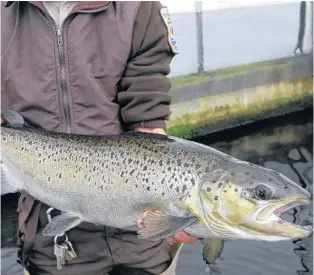  ?? AP FILE PHOTO ?? A four-year-old Atlantic salmon is held at the National Fish Hatchery in Nashua, N.H., in April 2012.