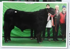  ??  ?? Right: Ballydaker Norman, the Reserve Champion Bull, with exhibitor Patrick Mulligan from Hollygrove, Ballygar, Co Galway, judge Derek Lovell and IACS vicepresid­ent John O’Sullivan.