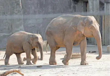  ?? BARBARA J. PERENIC/COLUMBUS DISPATCH ?? Asian elephants Phoebe and her calf, Frankie, were among the animals who were observed by researcher­s during the total solar eclipse at the Columbus Zoo and Aquarium on Monday afternoon. Adam Felts, director of animal wellbeing, said Phoebe and Franklin didn’t react much while other elephants in the herd did.