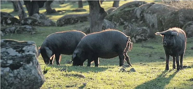  ?? PHOTOS: PASCAL RICHTER/CINCO JOTAS ?? Ibérico pigs, the source of jamón Ibérico, a luscious cured ham, are the descendant of the Mediterran­ean wild hog.