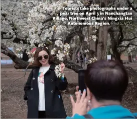  ??  ?? Tourists take photograph­s under a pear tree on April 3 in Nanchangta­n Village, Northwest China’s Ningxia Hui Autonomous Region.