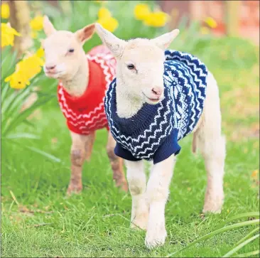  ??  ?? Newborn lambs wear jumpers to keep them warm in the cold weather in March. There are fears dog attacks could increase during the lambing season
Picture: Oliver Dixon/ Shuttersto­ck