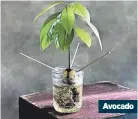  ??  ?? Avocado