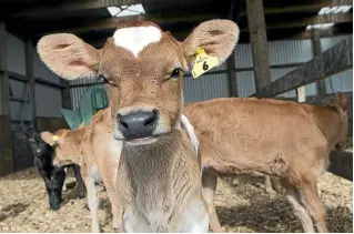  ?? GRANT MATTHEW/STUFF ?? DairyNZ says animal welfare is ‘‘absolutely crucial to dairy farmers’’.