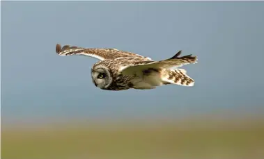  ??  ?? ABOVE: SHORT-EARED OWL. BELOW: SKOMER SUNRISE AND A SKOMER VOLE . ALL PHOTOS BY BRET CHARMAN