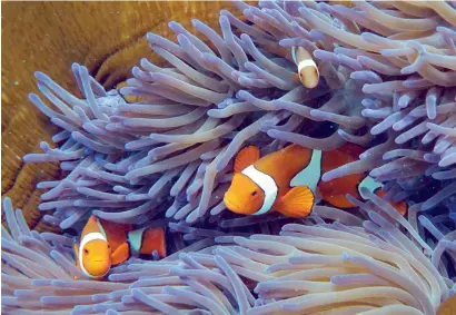  ?? AFP ?? Clownfish swimming through coral on Australia’s Great Barrier Reef. According to a study, the reef supporting 64,000 jobs. —