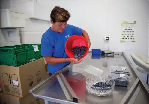  ??  ?? ABOVE While blueberrie­s are not very labour intensive, it’s all hands on deck once picking starts in December.