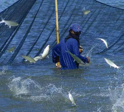  ?? —WILLIE LOMIBAO ?? FRESH HARVEST A fishpond worker prepares to harvest “bangus” (milkfish) in Dagupan City, a major source of the famous Bonuan variety that is sought by consumers.