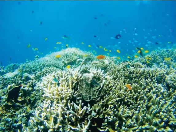  ?? (Getty) ?? The once brightly hued coral has turned a pale grey due to bleaching