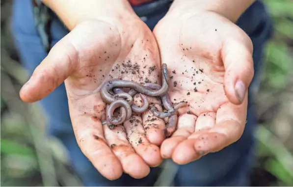  ?? GETTY IMAGES ?? A young boy has been digging in the garden and found several earthworms.