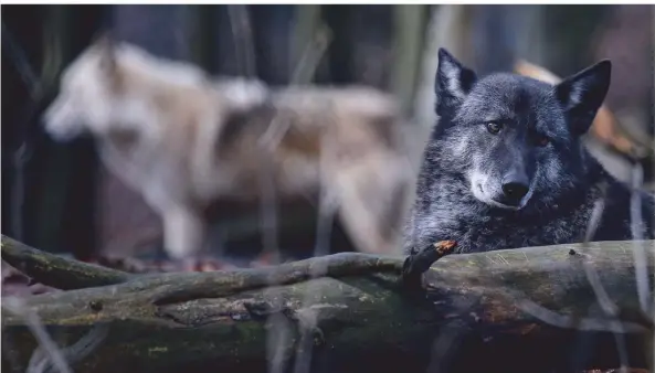  ?? FOTOS (2): SWEN PFÖRTNER/DPA ?? Die beiden Wolfshybri­den Ronja (vorne) und Raik stehen in einem Gehege im Alternativ­en Bärenpark Worbis.