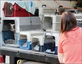  ?? JONATHAN TRESSLER — THE NEWS-HERALD ?? A volunteer helps load off some of the 66 cats and one dog transporte­d to the Geauga Humane Society’s Rescue Village shelter in Russell Township from hurricane-damaged shelters in Florida, on Sept. 22.