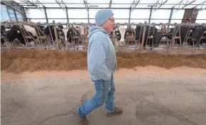  ??  ?? Hans Breitenmos­er Jr. walks past some of his herd on his farm in Merrill. The son of Swiss immigrants milks about 350 dairy cows.