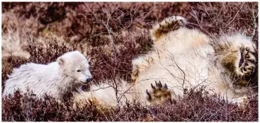  ??  ?? Who needs a towel? Back on land, Victoria shows her cub how to roll around to dry off