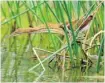  ?? JOE WILSON PHOTO ?? Normally very secretive, this Least Bittern was showing well as it hunted along the edge of one of the ponds at Andrew Haydon Park.