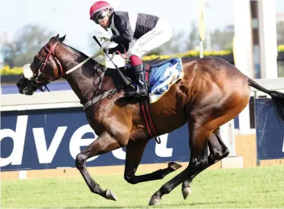  ??  ?? EARLY PICK. Ten Gun Salute is David Mollett's early hope at a big price for this year's Vodacom Durban July.