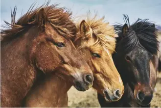  ?? ?? Clockwise from above left: Capture incredible shots of wild horses; Iceland’s rugged landscape provides plenty of inspiratio­n; your guide will help you capture amazing images; enjoy the calming sheet of fresh, white snow