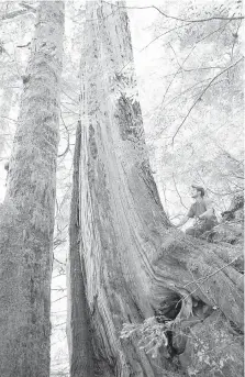  ??  ?? Environmen­tal activist and photograph­er TJ Watt of the Ancient Forest Alliance at the base of an old-growth red cedar tree in the 4424 cutblock, approved for logging by Teal-Jones.